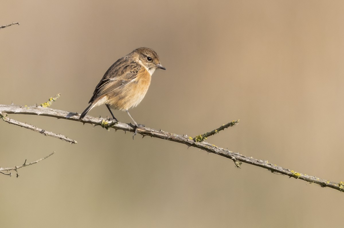 European Stonechat - ML645548106