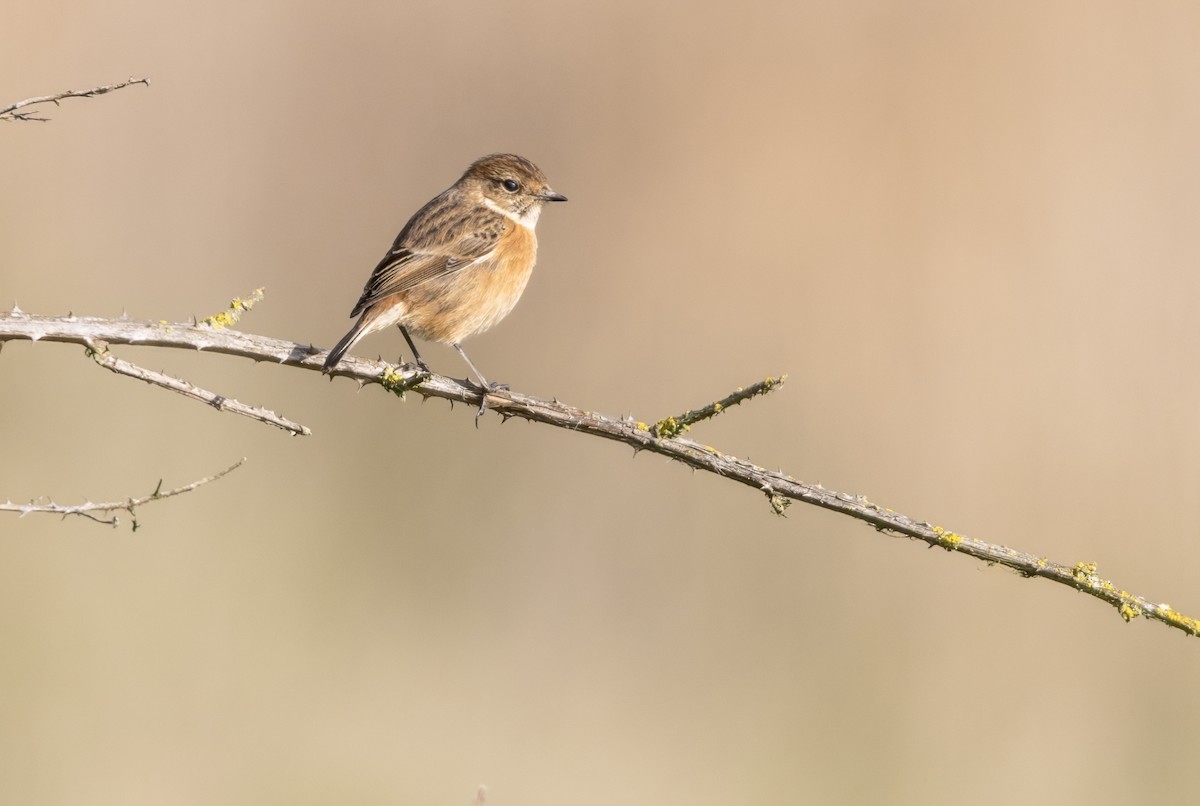 European Stonechat - ML645548109