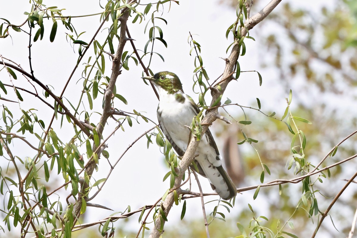 Klaas's Cuckoo - ML645548110
