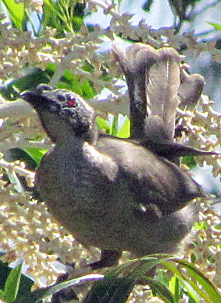 Helmeted Friarbird - ML645548112