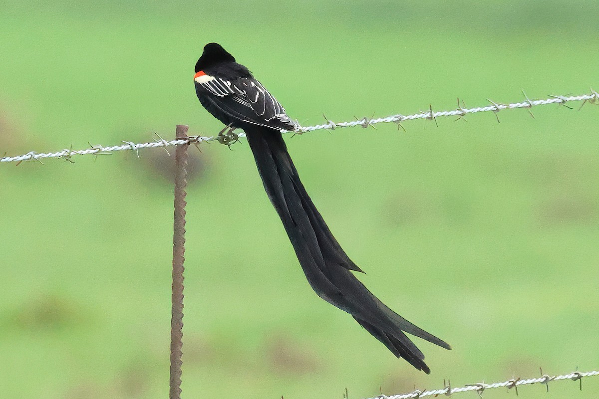 Long-tailed Widowbird - ML645548113