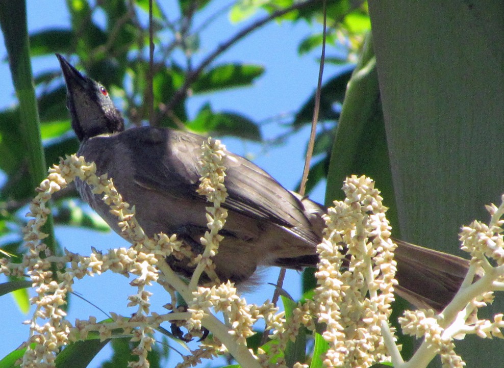 Helmeted Friarbird - ML645548115