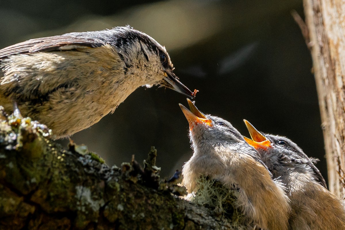 Red-breasted Nuthatch - ML645548116