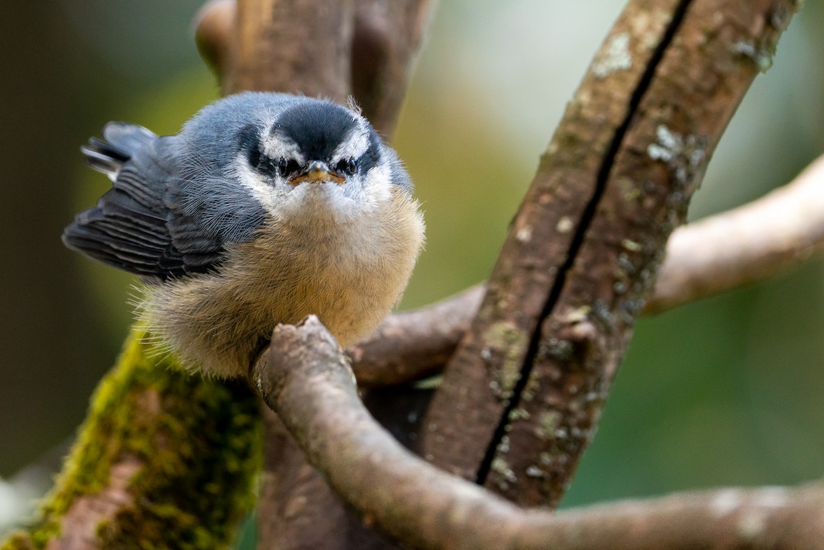 Red-breasted Nuthatch - ML645548117