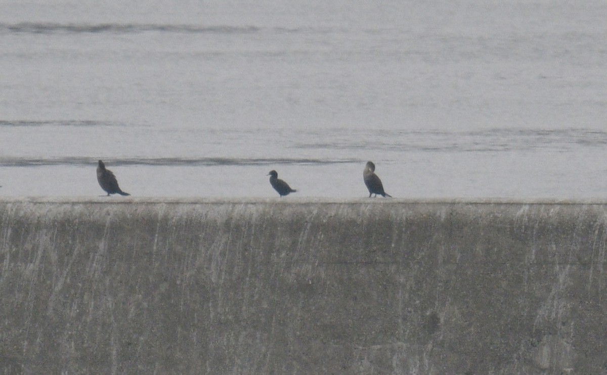 Neotropic Cormorant - ML645548119