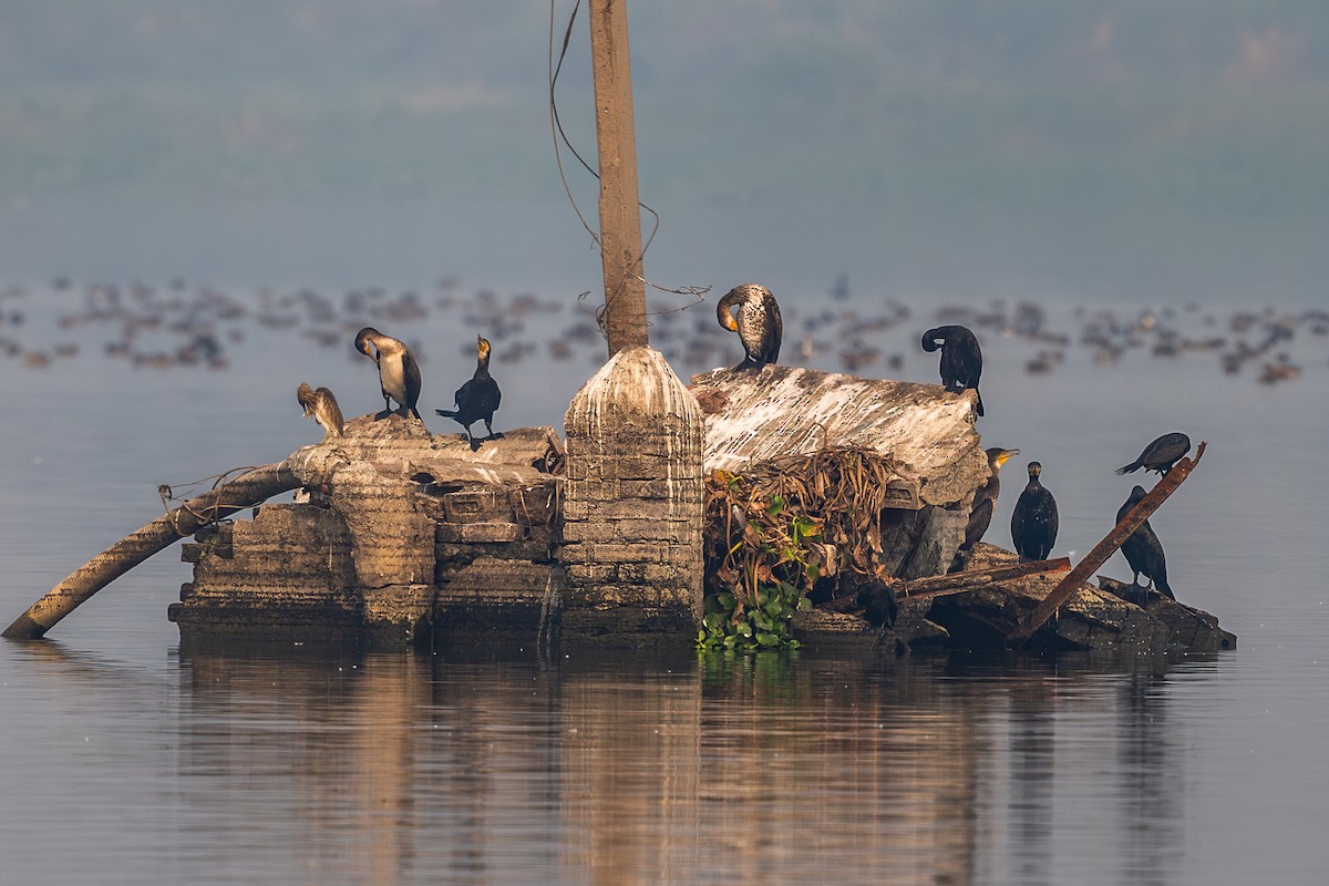 Great Cormorant - ML645548120