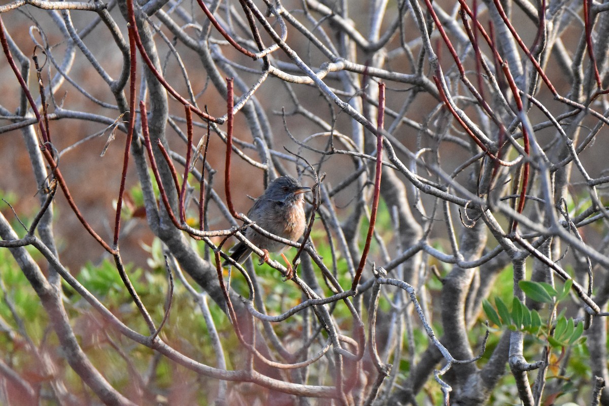 Dartford Warbler - ML645548121