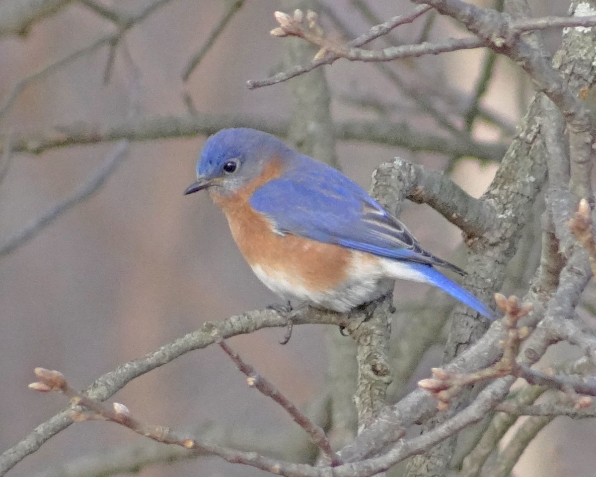 Eastern Bluebird - ML645548123