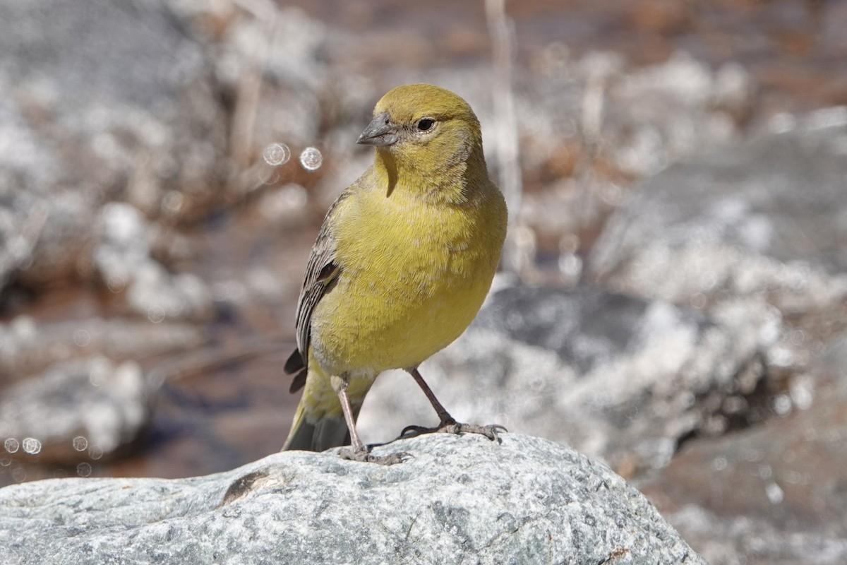 Greater Yellow-Finch - ML645548124