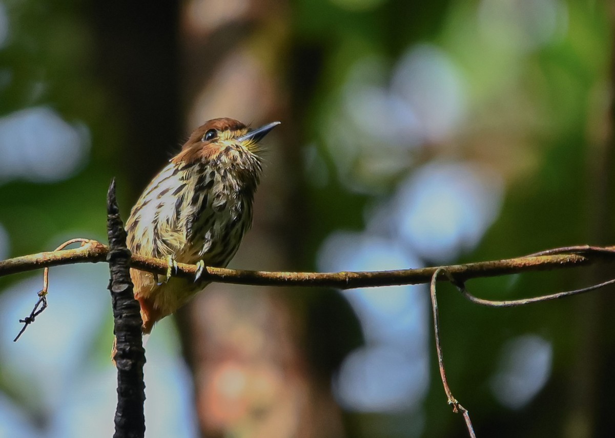 Lanceolated Monklet - ML645548125