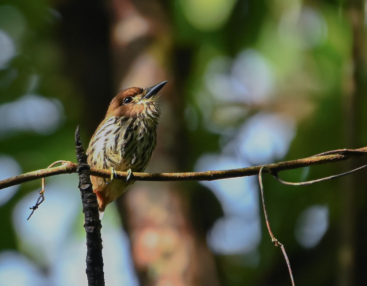 Lanceolated Monklet - ML645548126