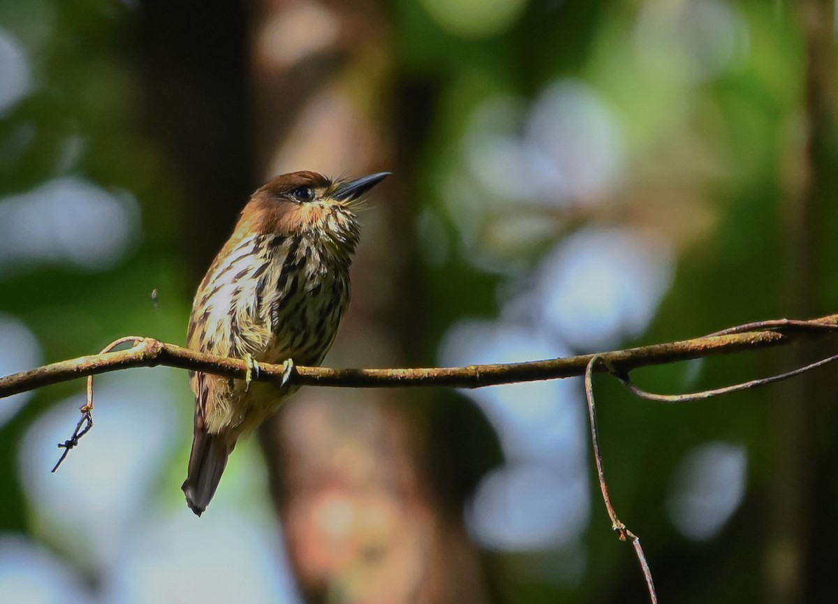 Lanceolated Monklet - ML645548127