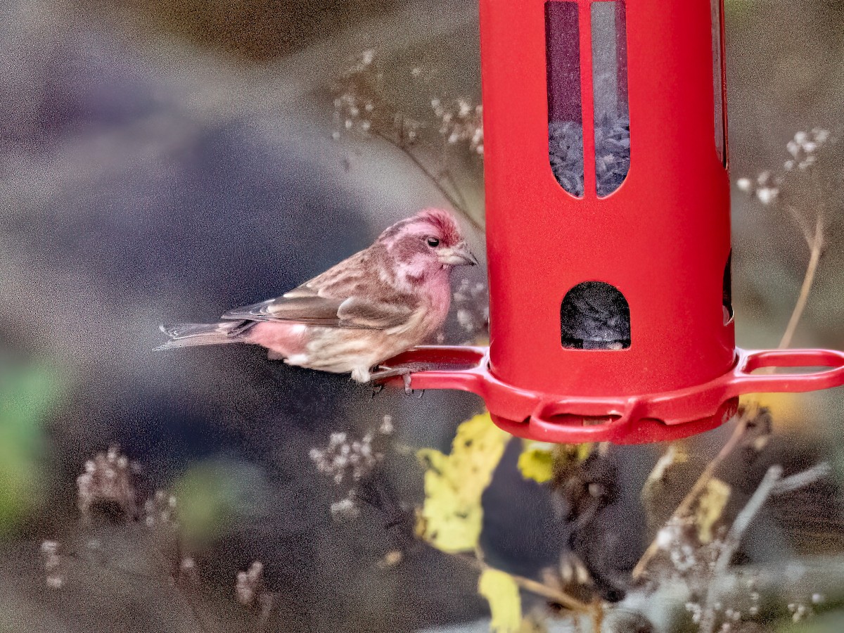 Purple Finch - ML645548128