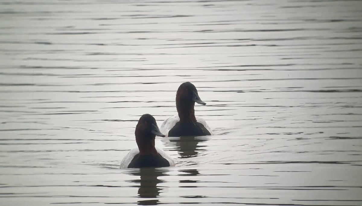 Canvasback - ML645548129