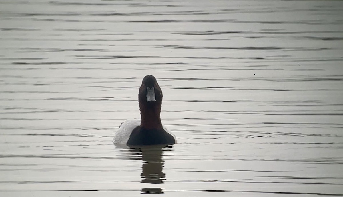 Canvasback - ML645548130