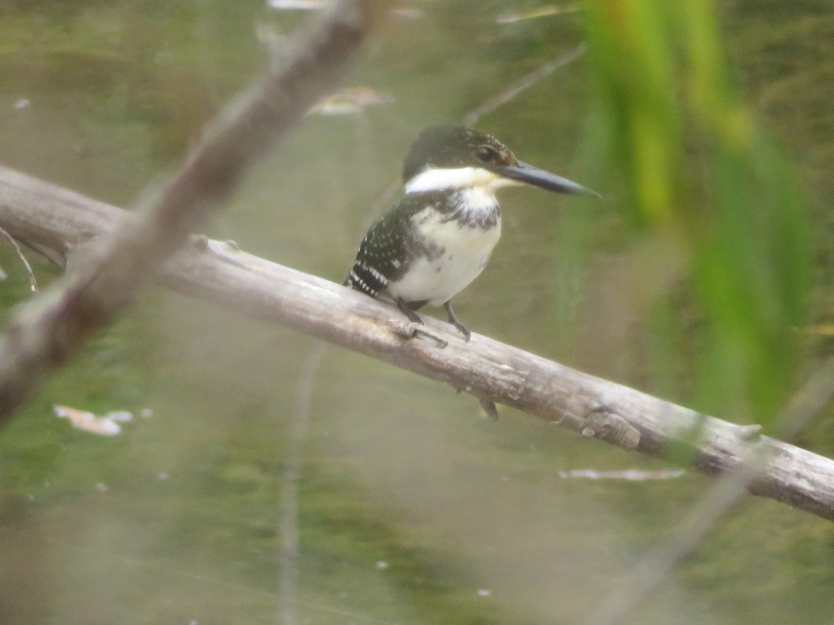 Green Kingfisher - ML645548131