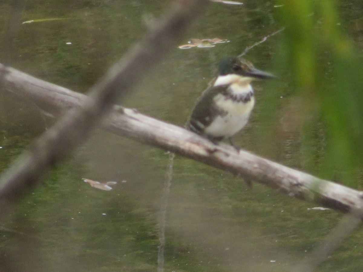 Green Kingfisher - ML645548132