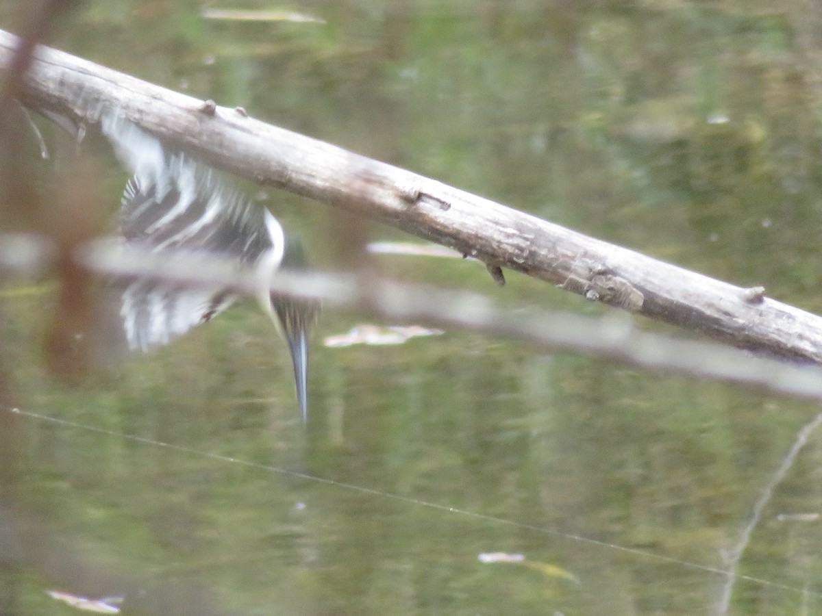 Green Kingfisher - ML645548133