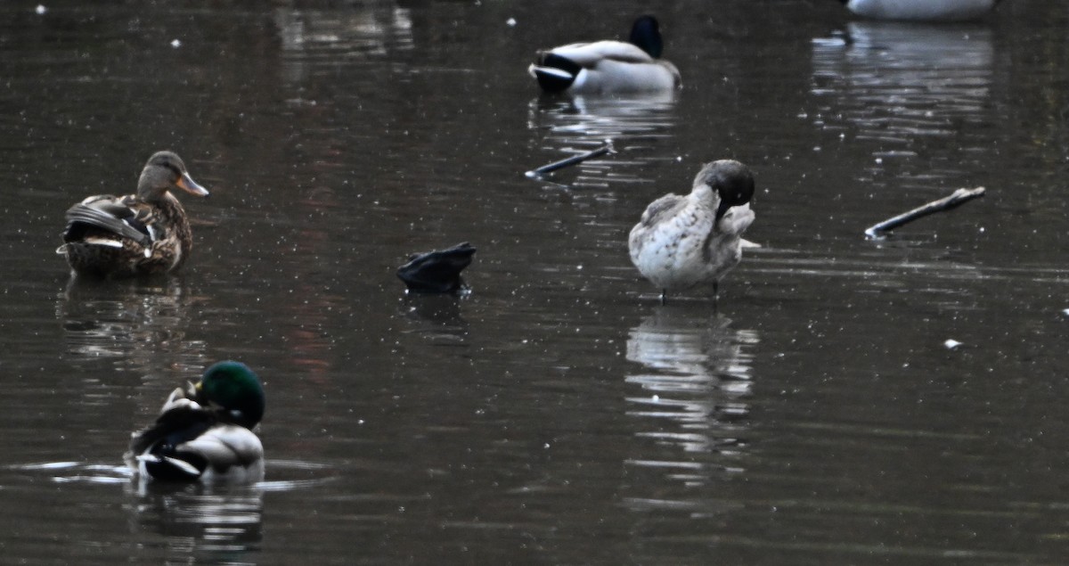 Northern Pintail - ML645548134