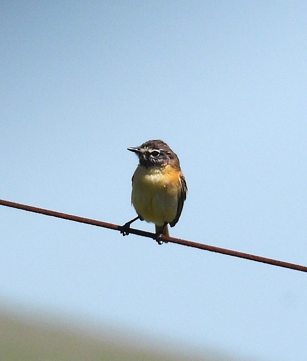 Bearded Tachuri - ML645548135