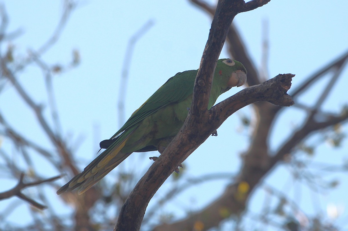 White-eyed Parakeet - ML645548136