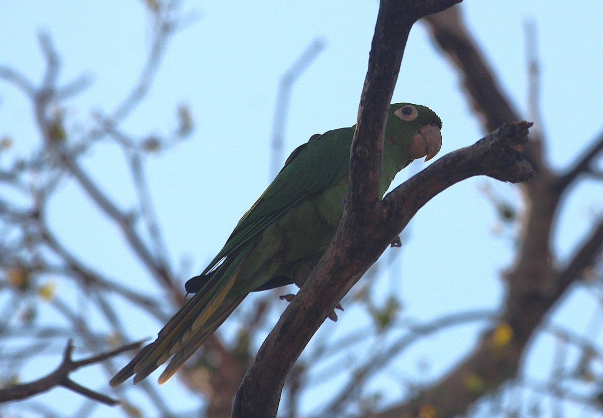 White-eyed Parakeet - ML645548137