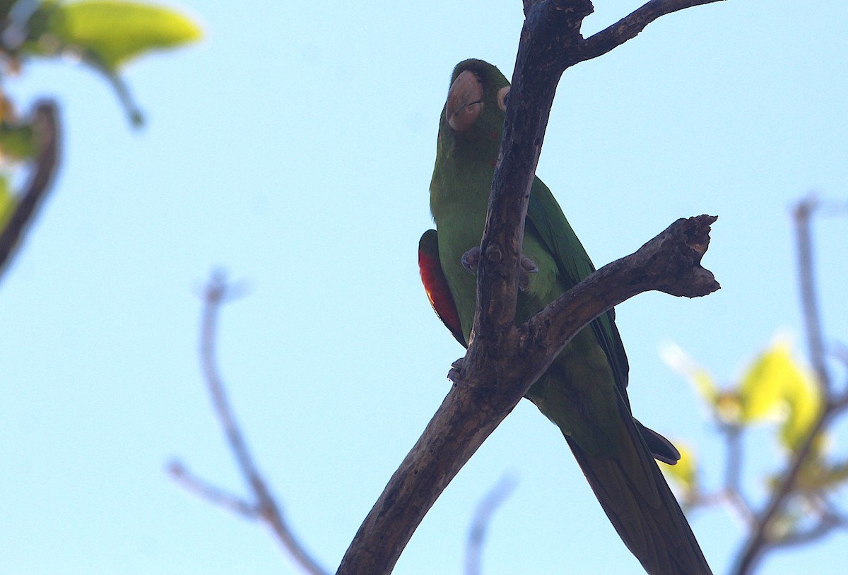 White-eyed Parakeet - ML645548138