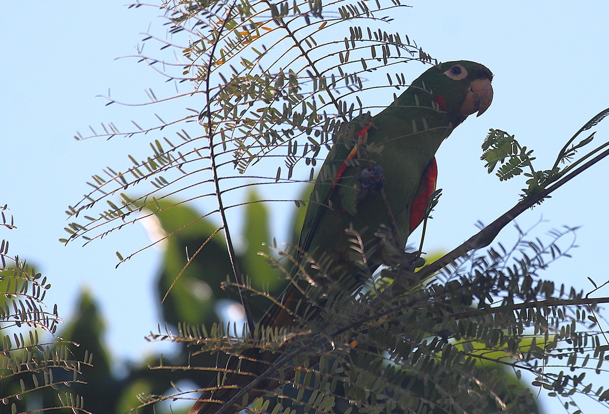 White-eyed Parakeet - ML645548139