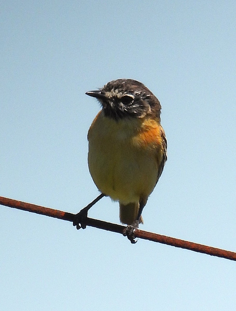 Bearded Tachuri - ML645548140