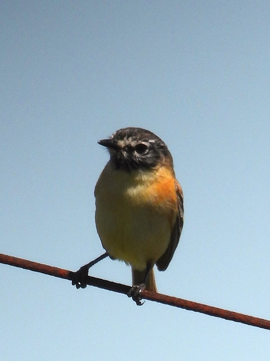 Bearded Tachuri - ML645548142