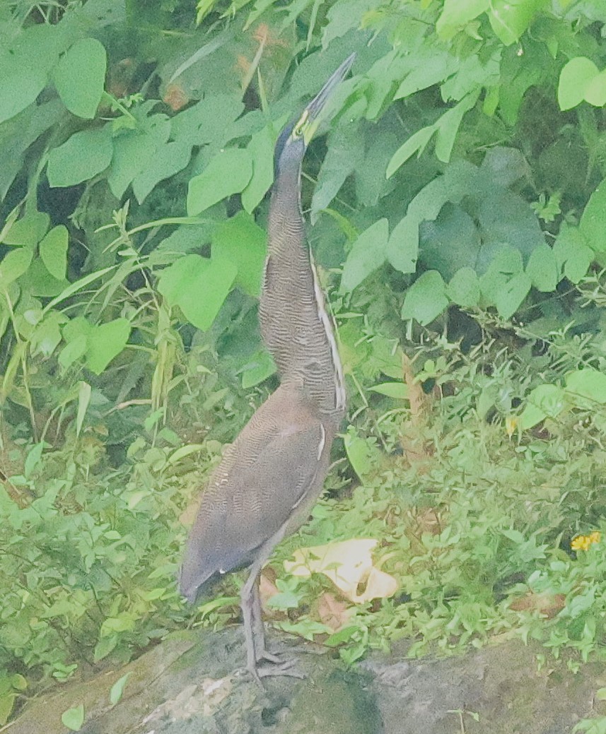 Avetigre Mexicana - ML645548149