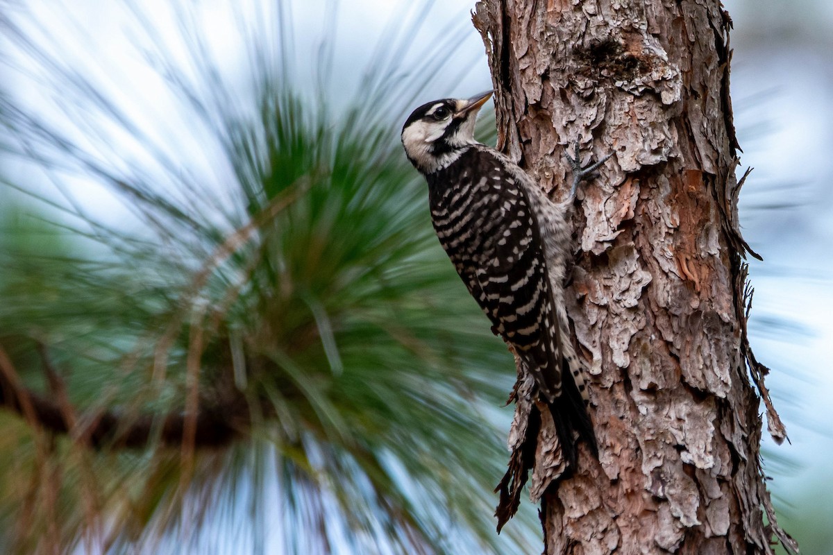 Pico de Florida - ML645548153