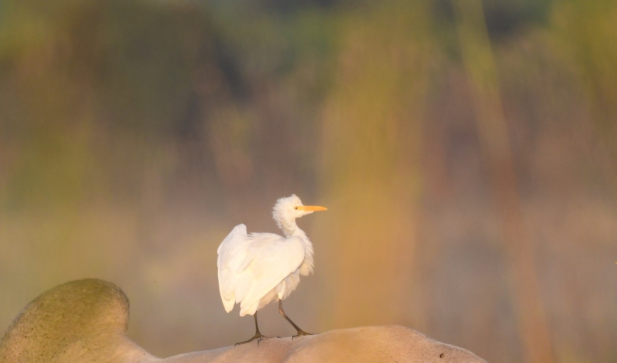 Garcilla Bueyera Occidental - ML645548154