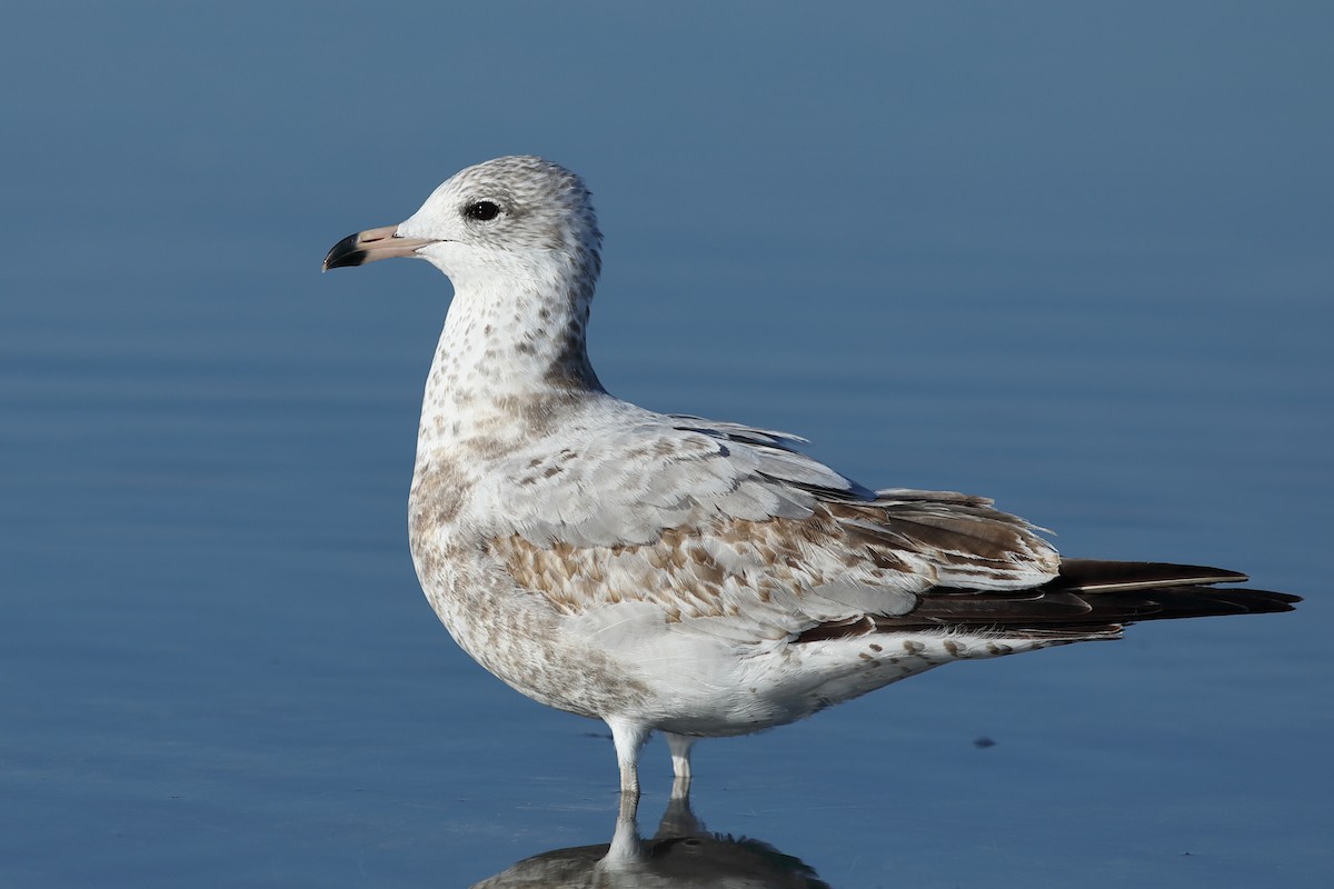 Gaviota de Delaware - ML645548156