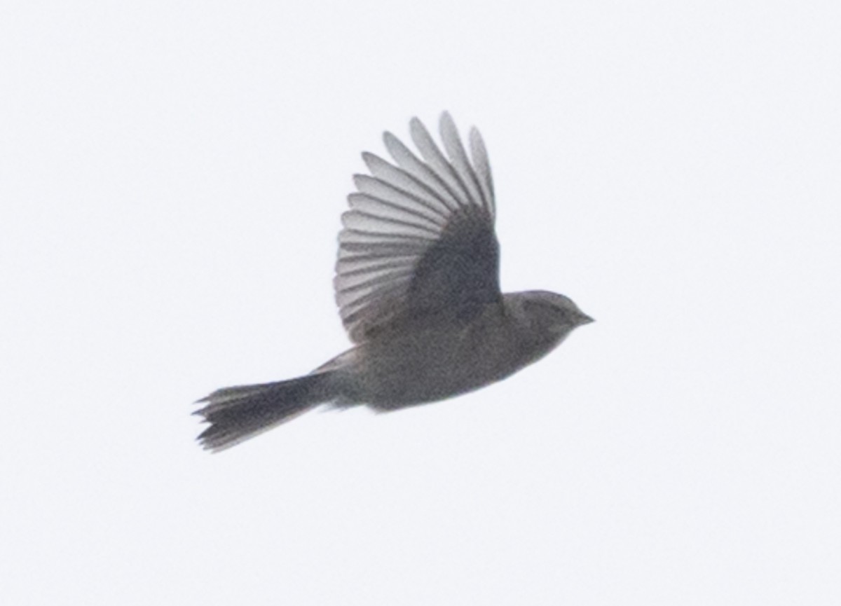 Chingolo Arbóreo - ML645548157