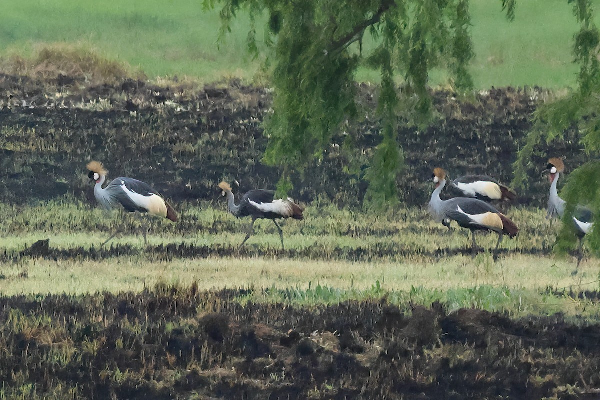 Grulla Coronada Cuelligrís - ML645548158