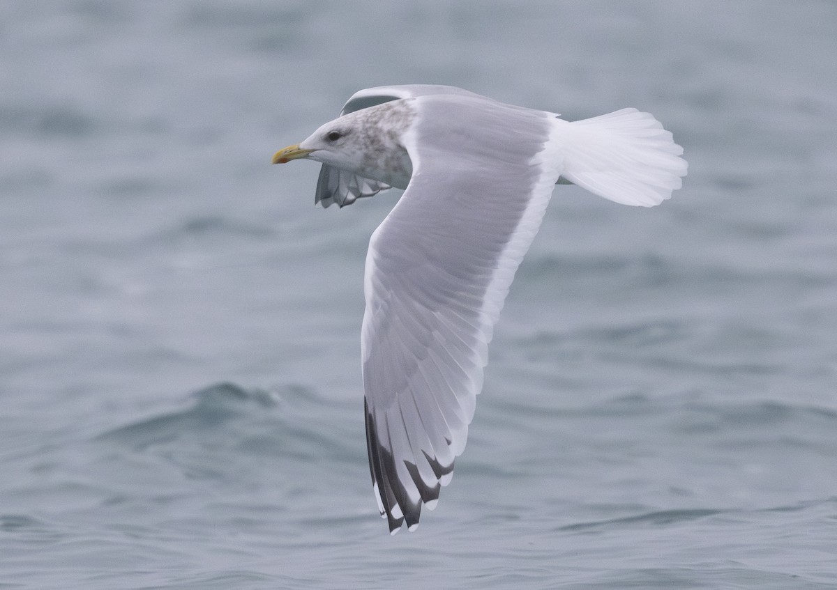 Iceland Gull (Thayer's) - ML645548159