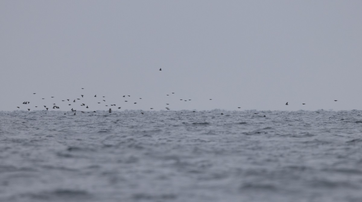 Estornino Pinto - ML645548161