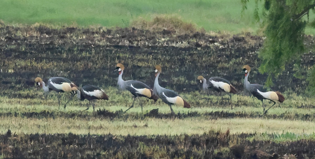 Grulla Coronada Cuelligrís - ML645548162