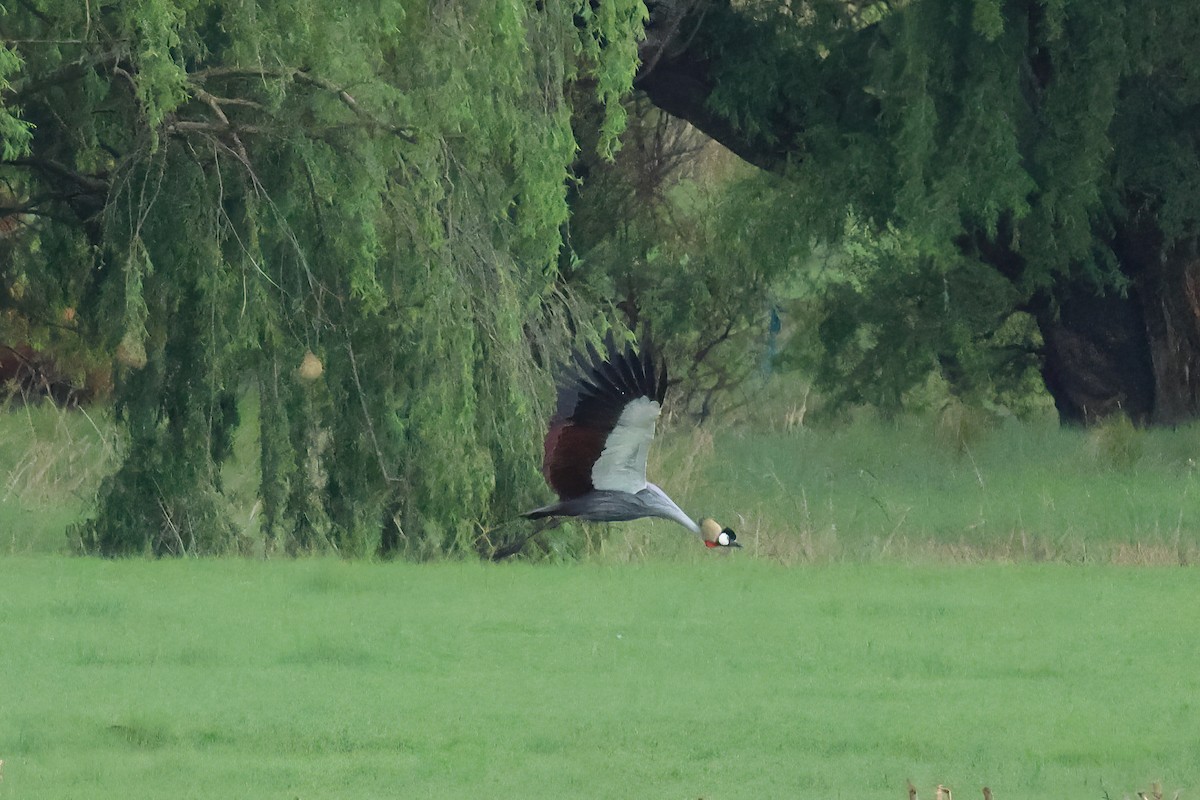 Grulla Coronada Cuelligrís - ML645548163