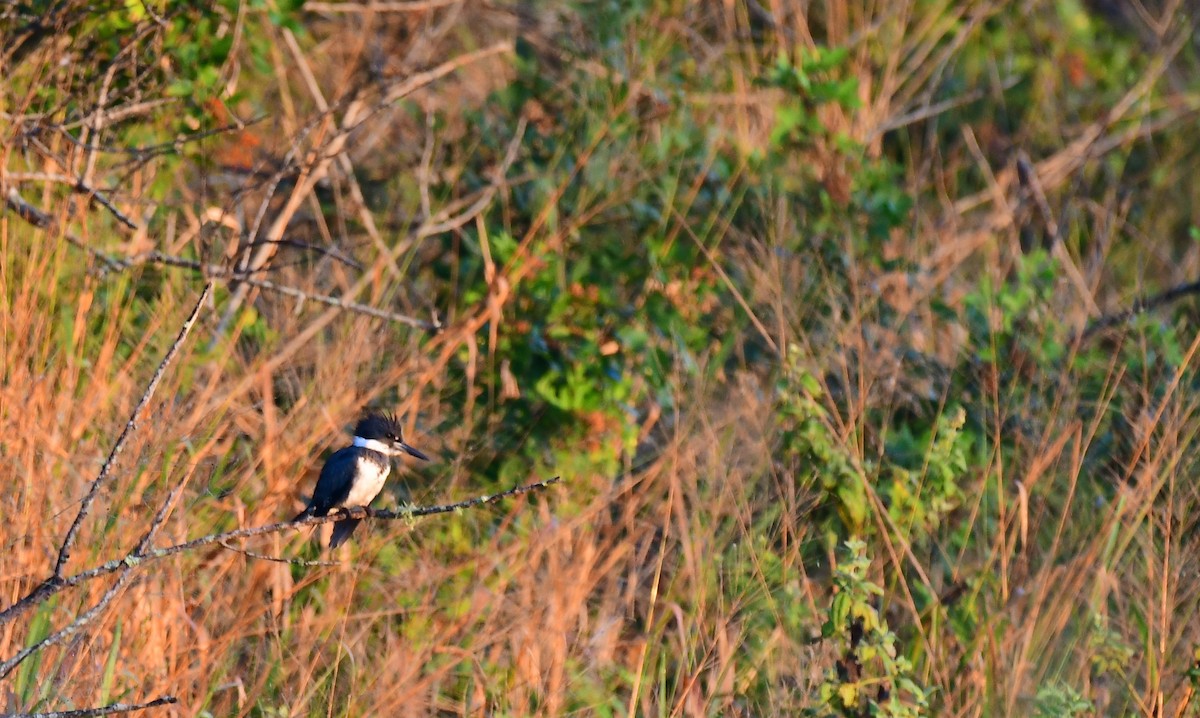 Martín Gigante Norteamericano - ML645548170