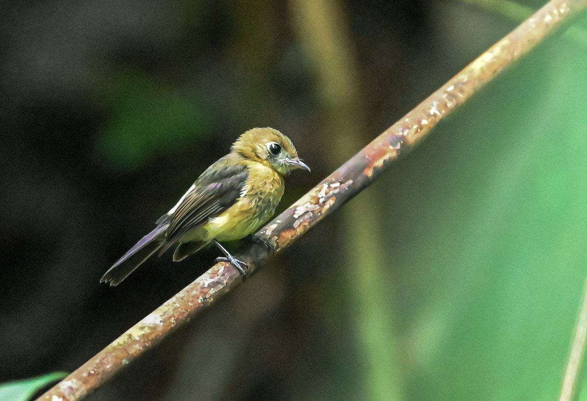 Moscareta Culiamarilla - ML645548173