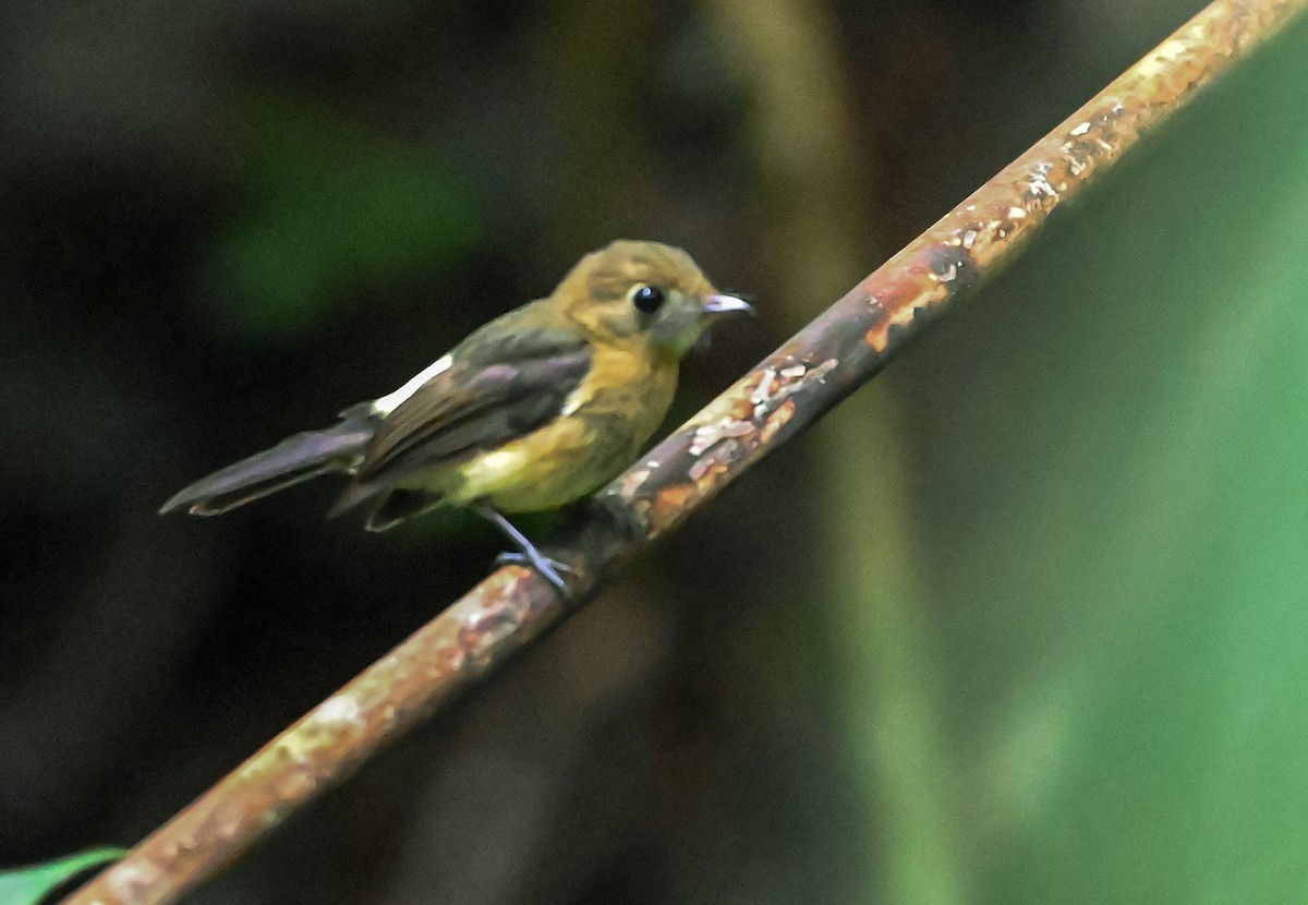 Moscareta Culiamarilla - ML645548174