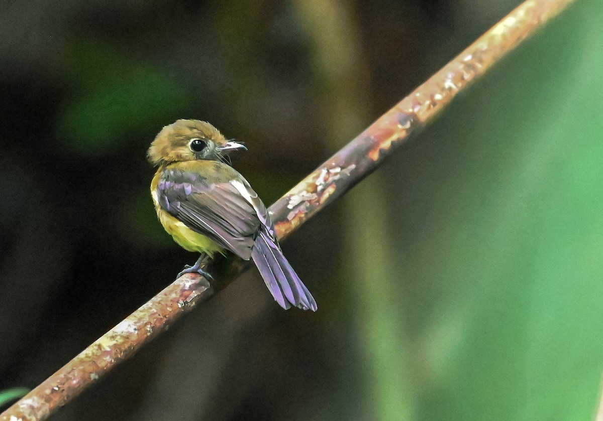 Moscareta Culiamarilla - ML645548175