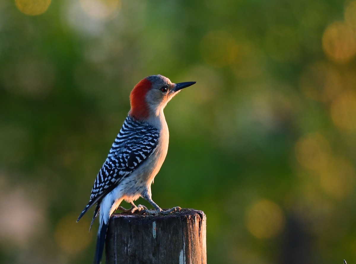 Carpintero de Carolina - ML645548177
