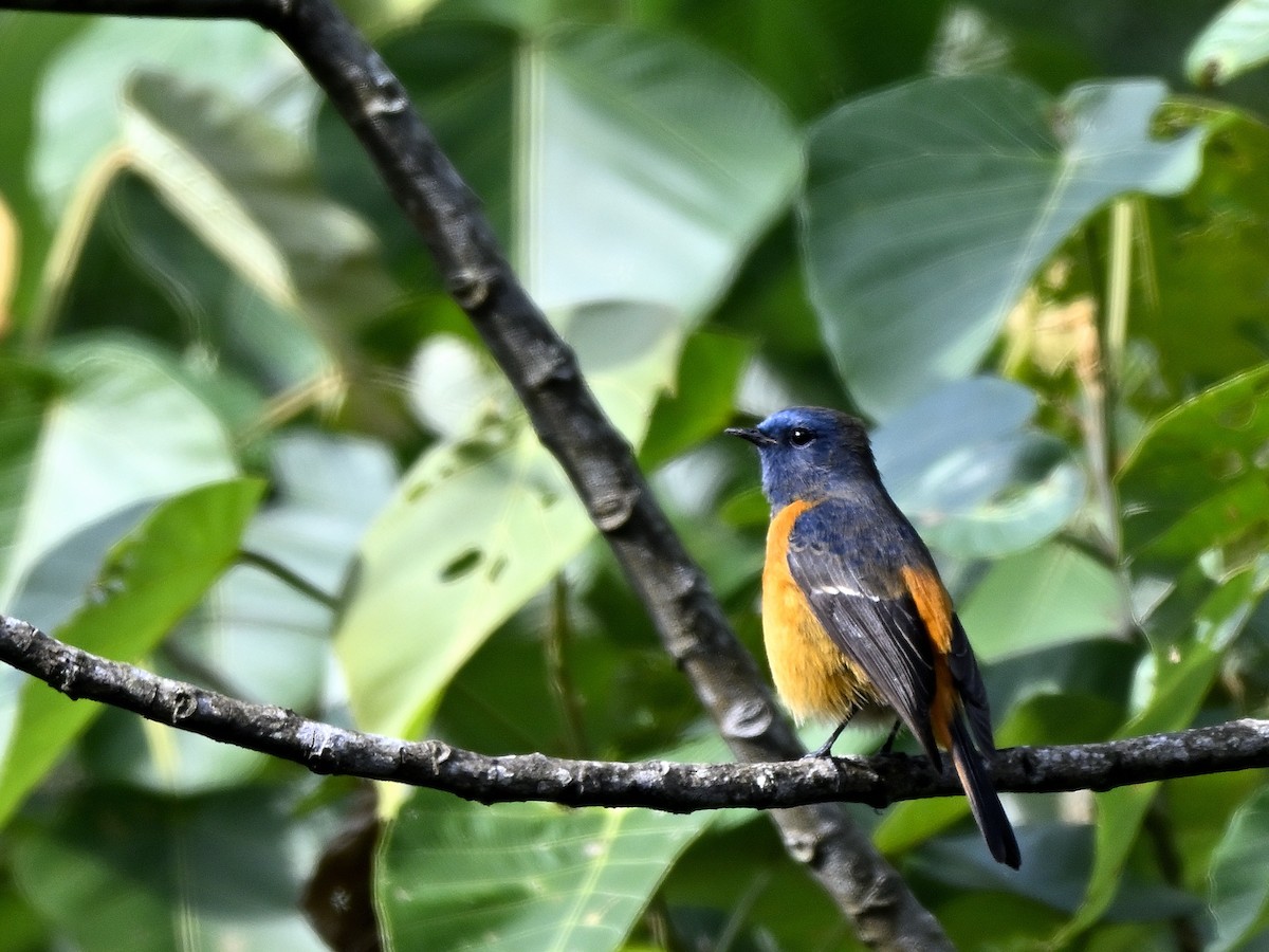 Colirrojo Frentiazul - ML645548181