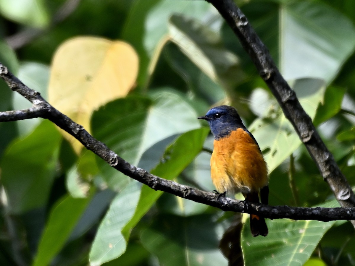 Colirrojo Frentiazul - ML645548182