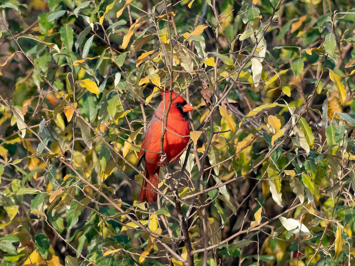 Cardenal Norteño - ML645548183