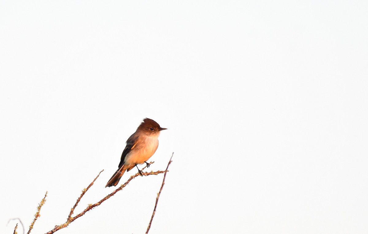 Mosquero Fibí - ML645548184