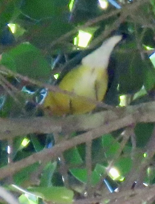 Reinita Protonotaria - ML645548185